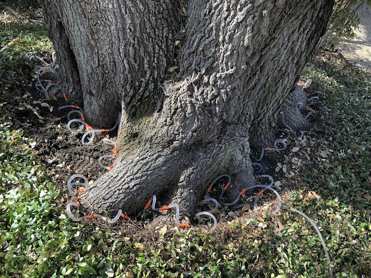 Detailed Tree Cabling and Bracing job site in Canyon